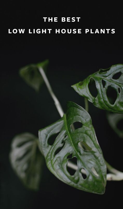 Interior Gardens, Low Light House Plants, Plantain Lily, Nerve Plant, Houseplants Low Light, Future Days, Victory Garden, Chinese Money Plant, Green Queen