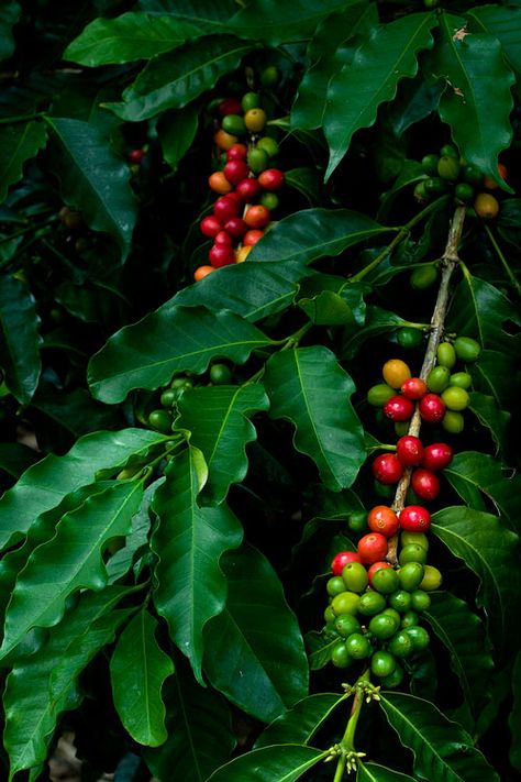 Coffee Tree Photography, Coffee Plant Photography, Coffee Tree Illustration, Coffee Berries, Coffee Bean Tree, Fruits And Vegetables Images, Coffee Cherry, Coffee Plants, Coffee Artwork