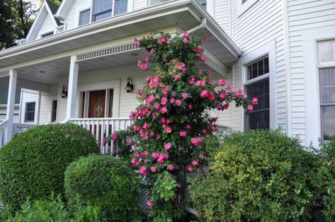 William Baffin climbing rose Climbing Rose, Farm Kids, Garden Home Decor, Home Decor Hacks, Side Garden, Rose Bush, Climbing Roses, Enchanted Garden, Easy Home Decor