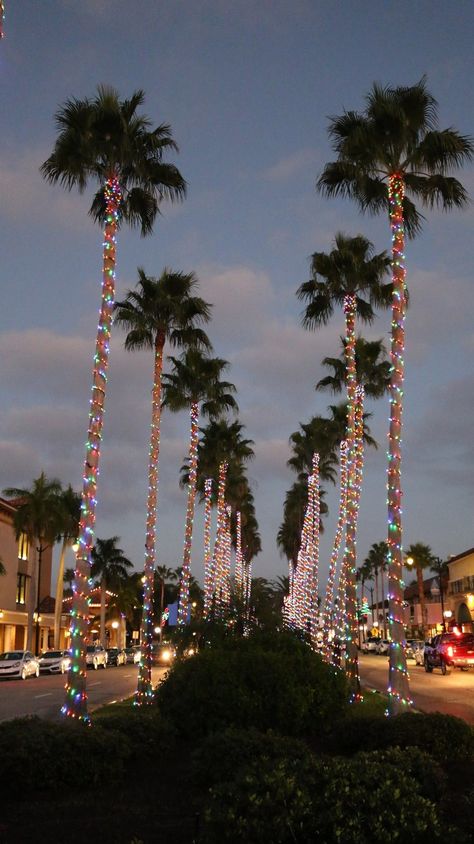 Christmas in Venice, FL Florida Christmas Wallpaper, Christmas Aesthetic Florida, Christmas In California Aesthetic, Christmas In Florida Aesthetic, Christmas Summer Aesthetic, Florida Christmas Aesthetic, Florida Vibes Aesthetic, Florida Winter Aesthetic, Christmas In Summer Aesthetic