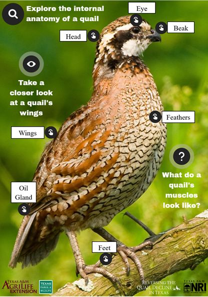 Texas Quail, Cardinal Birds Meaning, Birds Meaning, Texas A And M, Breast Muscle, A And M, Eye Anatomy, Egg Laying, Feather Wings