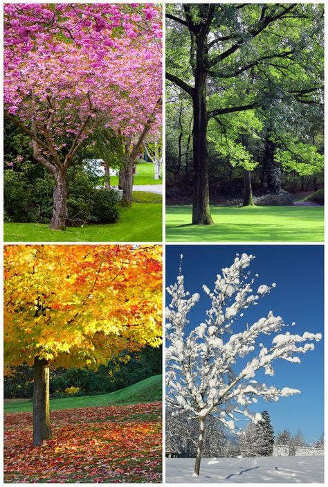 winter spring summer fall | ... asks: Why are the seasons called winter, spring, summer, and fall Four Seasons Art, Seasons Lessons, Tree Collage, Collage Landscape, Landscape Canvas Art, Free Art Prints, Winter Print, Seasons Art, Seasons Of Life