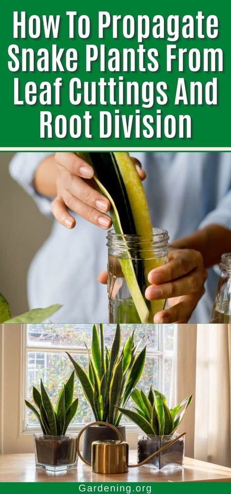 How To Propagate Snake Plants From Leaf Cuttings And Root Division Snake Plant Propagation, Easy Care Houseplants, Snake Plants, Ficus Lyrata, Easy Care Plants, Liquid Fertilizer, Dry Leaf, Plant Cuttings, Propagating Plants