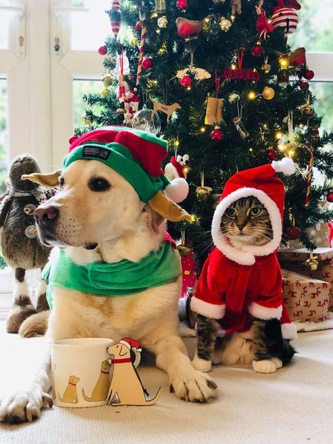 Christmas Cat Pictures, Dog And Cat Christmas Pictures, Matching Christmas Pfps, Christmas Sweater Knit, Christmas Picture Ideas, Dog Family Pictures, Christmas Pet Photos, Dog Christmas Sweater, Sweater Knit Pattern