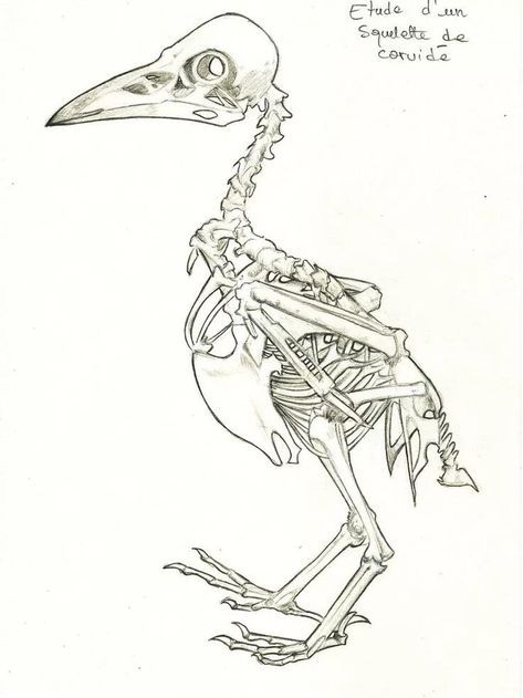 Raven Skeleton, Bone Drawing, Crows Drawing, Fly Drawing, Skeleton Anatomy, Skeleton Drawings, Skeleton Illustration, Animal Skeletons, Skeleton Tattoos