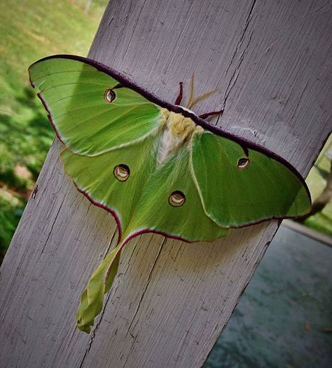 173 Luna Moth Photos and Premium High Res Pictures - Getty Images Moth Photos, American Green Tree Frog, Moth Cocoon, Green Anaconda, Frog Species, Green Tree Frog, Stink Bugs, Types Of Insects, Moth Caterpillar