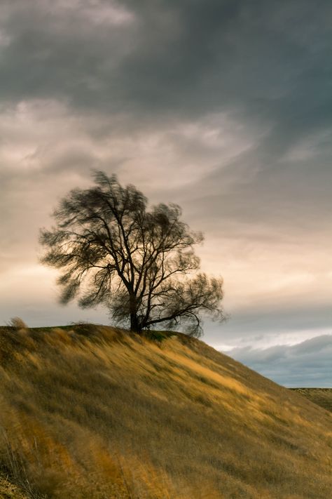 Windy Field Aesthetic, Wind Blowing Aesthetic, Windy Weather Aesthetic, Windy Day Aesthetic, Wind Blowing Trees, Windy Aesthetic, Windy Landscape, Windy Night, Wind Pictures