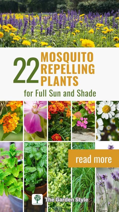 Plants That Repel Mosquitoes for Full Sun and Shade - The Garden Style Plants For Full Sun, Full Sun Container Plants, Dog Safe Plants, Plants That Repel Mosquitoes, How To Propagate Lavender, Plants That Repel Bugs, Growing Marigolds, Mosquito Repelling, Gardening Guide