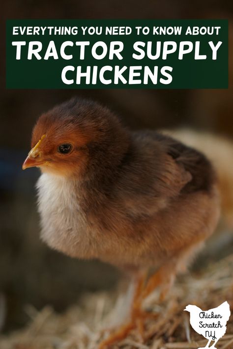 Tractor Supply Chicks, Homesteading Chickens, Yard Chickens, Tractor Supply Company, Heritage Chickens, Chicken Raising, Homestead Animals, Duck Breeds, Chicken Barn