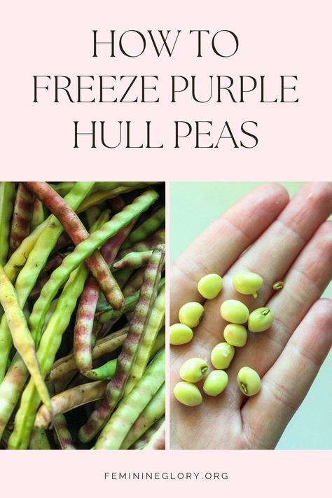 Image of shelled purple hull peas in someone's hand and a pile of non-shelled peas for the post how to freeze your purple hull peas. How To Freeze Purple Hull Peas, Fresh Purple Hull Peas, Peach Preserves, Food Preservation, Preserving Food, Companion Planting, Beautiful Food, Gardening Ideas, My Family