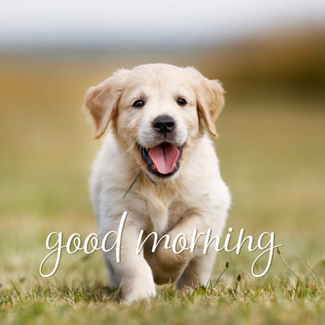 Good morning pic with cute puppy. Good Morning Puppy, Good Morning Dog, Good Morning Animals, Good Morning Pics, Puppy Quotes, Morning Pic, Morning Pics, Slaap Lekker, Tiny Puppies