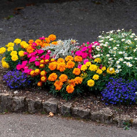 Our Favorite Flower Bed Ideas for Full Sun | Family Handyman Annual Flower Beds, Flower Bed Plants, Full Sun Annuals, Full Sun Flowers, Annual Garden, Flower Bed Designs, Garden Flower Beds, Full Sun Plants, Flower Bed Ideas