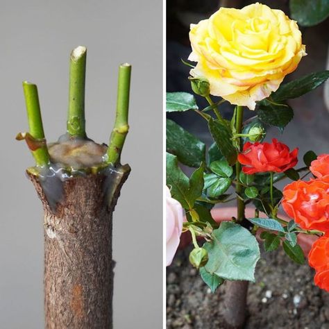 Roses Propagation, Diy Balcony Garden, Garden Hacks Diy, Diy Balcony, Garden Hacks, Planting Hydrangeas, Home Gardening, Hacks Diy, Balcony Garden