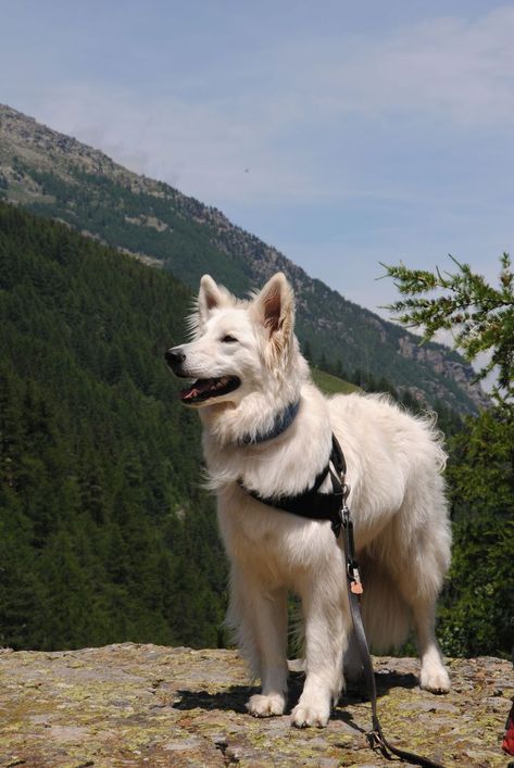 White Swiss Shepherd Dog, German Shepherd White, White Shepherd Dog, Swiss Shepherd, White Swiss Shepherd, White Shepherd, White German Shepherd, Silly Things, Pretty Dogs