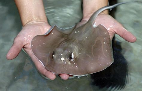 You petted one of these on a field trip. | 43 Reasons Why Growing Up In Florida Was Paradise On Earth Baby Stingray, Mystic Aquarium, Stingray Fish, Aquatic Animals, Pictures Of The Week, Marine Animals, Ocean Creatures, Ocean Animals, Animal Planet