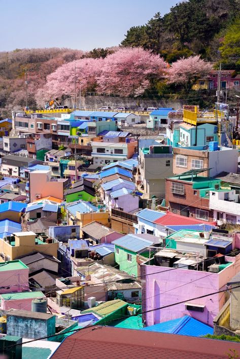 Best places for Cherry Blossoms in Busan - A Girl Called Wander % Busan Gamcheon Culture Village, Gamcheon Culture Village, South Korea Culture, Korea Culture, Hillside Village, Bukchon Hanok Village, Busan South Korea, Cool Swimming Pools, Travel Photo