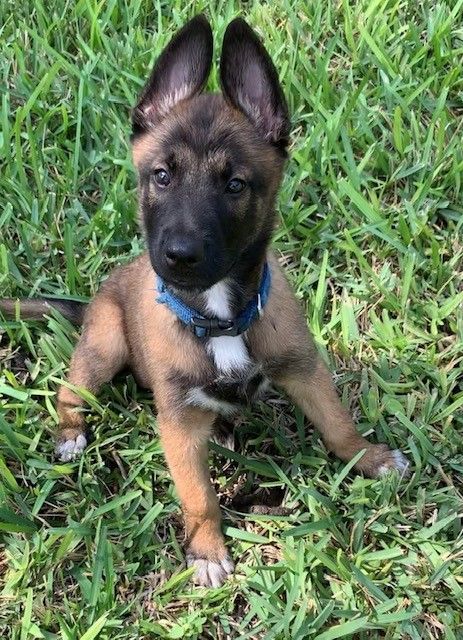 Belgian Shepherd Dog (Malinois) Puppies For Sale | Palmhurst, TX Belgian Shepherd Malinois, Belgian Shepherd Puppy, Malinois Puppies For Sale, Malinois Shepherd, Elizabeth Keen, Belgian Malinois Puppies, Dog For Sale, Malinois Puppies, Belgian Malinois Dog