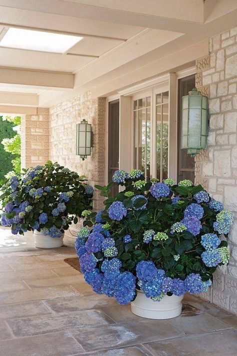 Patio Seating Ideas, Patios Ideas Backyard, Patios Ideas, Hydrangea Potted, Mediterranean Patio, Front Porch Flowers, Hydrangea Landscaping, Best Front Doors, Tattoo Plant