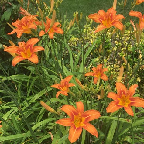 Orange Day Lilies, Wild Lilies, Daylily Flower, Buy Me Flowers, Happiness And Peace, Day Lilies, Flowers Drawing, Paint Flowers, Lake Huron