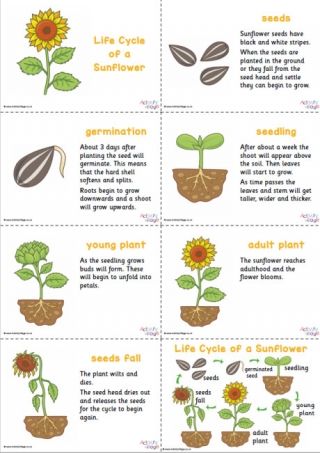 Sunflower Life Cycle Slideshow Seed Germination For Kids, Bean Life Cycle, Growing Sunflowers From Seed, Planting Sunflower Seeds, Sunflower Seedlings, Sunflower Life Cycle, Plant Lessons, Materi Bahasa Inggris, Growing Sunflowers