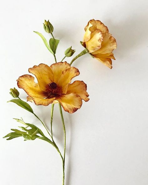 Nature Aesthetic Pictures, Flower Artists, Floral Photography, 문신 디자인, Sugar Flowers, Super Mom, Ranunculus, Nature Aesthetic, The Lady