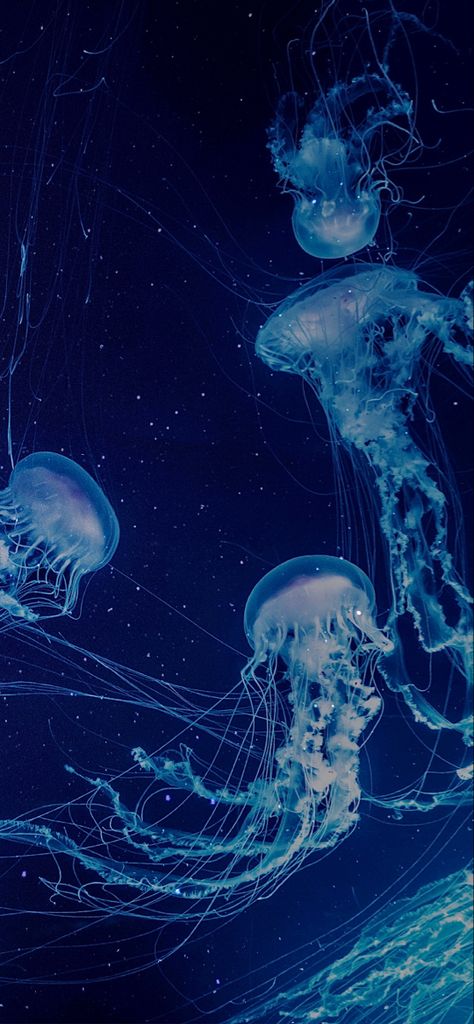 Real Jellyfish, Pretty Jellyfish, Sea Life Wallpaper, Halloween Home Decor Ideas, Jellyfish Pictures, Wallpapers For Living Room, Designs Wallpaper, Underwater Wallpaper, Wallpaper Store