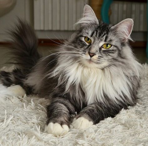 Gray Norwegian Forest Cat, Norwegian Cat, Cat Story, Therian Stuff, Warrior Cat Oc, Cat Oc, Cat Reference, Norwegian Forest, Cat Stories