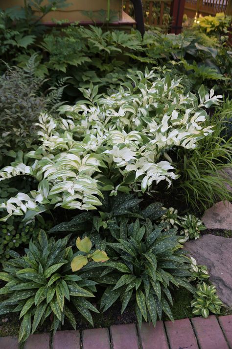 Lily Turf, Shade Landscaping, Shade Garden Design, Shade Garden Plants, Hosta Gardens, Fine Gardening, House Landscape, Shade Plants, Shade Garden