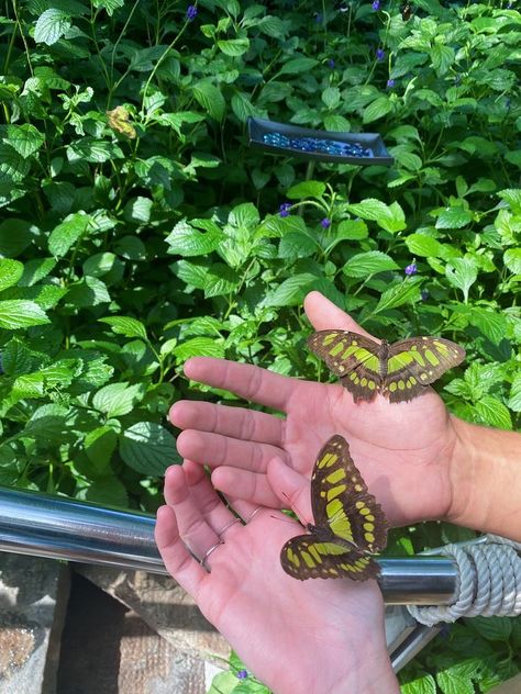 Butterfly Conservatory, Green Butterflies, Green Butterfly, Arachnids, Soul Art, Sky High, Green Aesthetic, Bugs, Insects