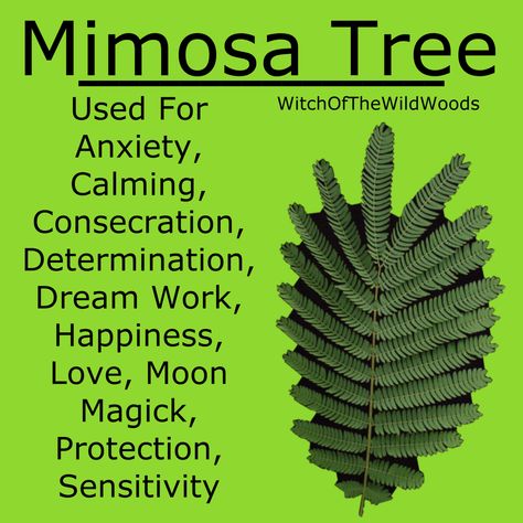 WitchOfTheWildWoods Trees In Witchcraft, Herbology Witchcraft, Celtic Tree Astrology, Witches Garden, Flower Symbolism, Shadow Book, Witch's Garden, Herbal Witch, Mimosa Tree