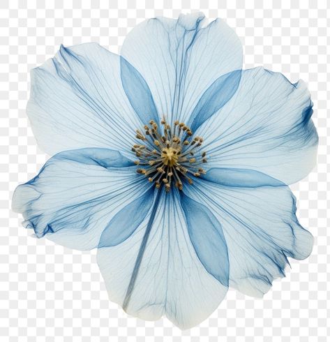 Flowers Png Aesthetic, Blue Png Aesthetic, Flower Png Aesthetic, Vintage Flower Aesthetic, Blue Transparent Png, Dried Flowers Aesthetic, Tarah Dewitt, Blue Flower Png, Blue Pallets