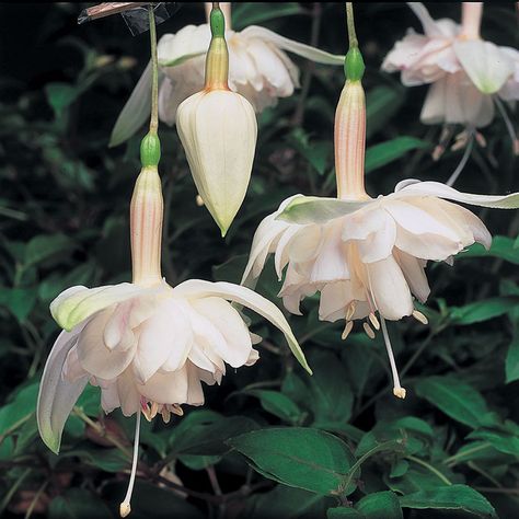 Fuchsia 'Giants Pink Marshmallow' - Perennial & Biennial Plants - Thompson & Morgan Incredible Flowers, Pink Marshmallow, Fuchsia Plant, Biennial Plants, Pink Marshmallows, Piskel Art, Fuchsia Flower, Fuchsia Flowers, Plant Fungus