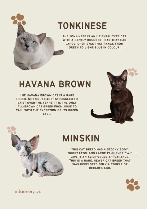 Bsh Cat, Cat Breeds Siamese, Types Of Cats Breeds, Cat Breeds List, Fluffy Cat Breeds, Mustache Cat, Havana Brown Cat, All Cat Breeds, Tonkinese Cat