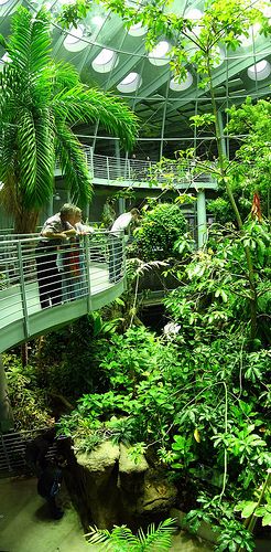 California Academy of Sciences. Been trying to get into this terrarium for a couple weeks :/ Thesis Architecture, Zoo Architecture, California Academy Of Sciences, Eco Architecture, Renzo Piano, San Francisco City, Green Architecture, Geodesic Dome, Eco Living