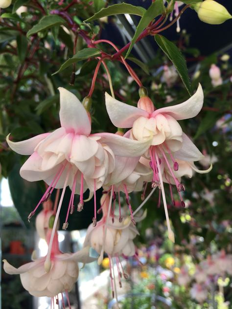 Fuchsia Harry Gray double trailing Pink Lillies Bouquet, Pink Lillies Aesthetic, Lillies Aesthetic, Lillies Bouquet, Wall Paper Pink, Flower Gardening Ideas, Flowers Name, Lilly Flower, Fuchsia Flowers