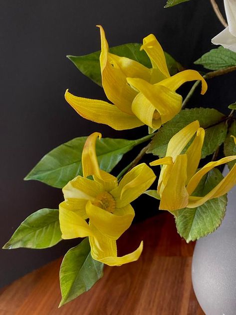 Ylang Ylang Flower Aesthetic, Ylang Ylang Aesthetic, Roku Gin, Vanilla Patchouli, Ylang Ylang Flower, Herbal Plants, Flower Diy, Beautiful Flowers Garden, Sugar Flowers