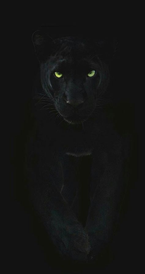 Green Eyes, In The Dark, Black Cat, Green, Black