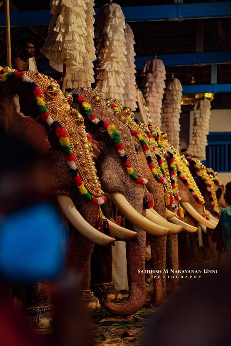 South Indian Aesthetic, Aesthetic Elephant, Thrissur Pooram, Full Hd Wallpaper Android, Elephants Photos, Hd Wallpaper Android, Hanuman Images, Indian Elephant, Wallpaper Android