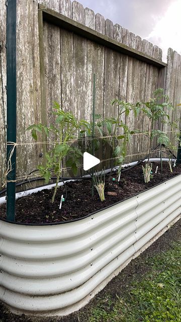 Destin Noak on Instagram: "Florida Weave Tomato Trellis!" Container Gardening Trellis, Tomatoes Trellis Ideas, How To Trellis Tomatoes, Small Tomato Garden Ideas, Planting Tomatoes In Garden Raised Beds, Florida Weave Tomatoes, How To Stake Tomato Plants, Tomato Trellis Ideas Diy, Trellis Ideas For Tomatoes