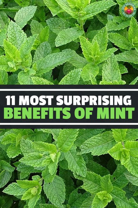 The benefits of mint are many, but most people don't know about some of the weirder things that people use mint for. Find out in this complete guide. Mint Benefits Health, Mint Plant Uses, Gardening Chart, Mint Leaves Benefits, Mint Benefits, Plants Backyard, Growing Herbs In Pots, Epic Gardening, Herb Growing