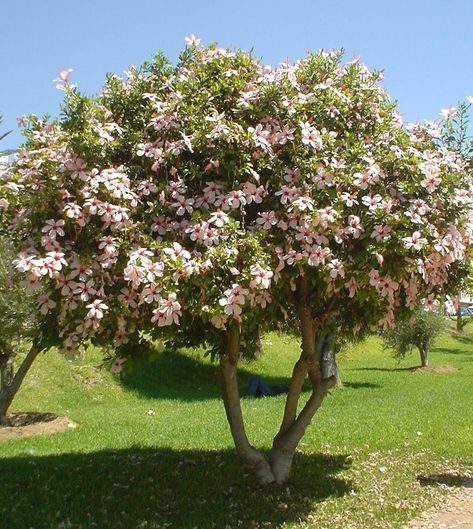 Hibiscus Tree | Inside the icehouse: Astonishing hibiscus tree Hibiscus Bush, Hibiscus Garden, Hibiscus Tree, Hibiscus Plant, White Hibiscus, Rose Trees, Plant Cuttings, Tropical Landscaping, Garden Trees