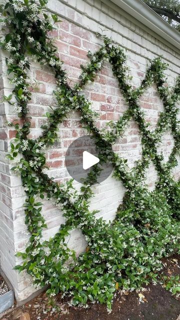 Shannon Searcy on Instagram: "Star Jasmine wall in full bloom. 🫶🏻  #starjasmine #jasmine #pollinatorswelcome #landscapedesign #landscapelovers #trellisgarden" Star Jasmine Fence, Jasmine Trellis Wall, Star Jasmine Wall, Rustic Townhouse, Star Jasmine Trellis, Jasmine Climber, Jasmine Trellis, Climbing Jasmine, Jasmine Wall