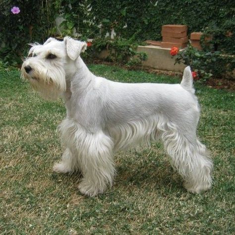 Schaunzer Dog, Snauzer Haircut, Mini Schnauzer Grooming Haircuts, Schnauzer Haircuts, Schnauzer Cut, White Miniature Schnauzer, White Schnauzer, Schnauzer Breed, Schnauzer Grooming