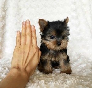 Tiny Teacup Yorkie Puppy For sale! | iHeartTeacups Micro Teacup Yorkie, Yorkie Teacup, Small Dogs For Sale, Yorkie Puppies For Adoption, Teacup Yorkie For Sale, Micro Teacup Puppies, Funny Pugs, Yorkie Puppies For Sale, Yorkies For Sale