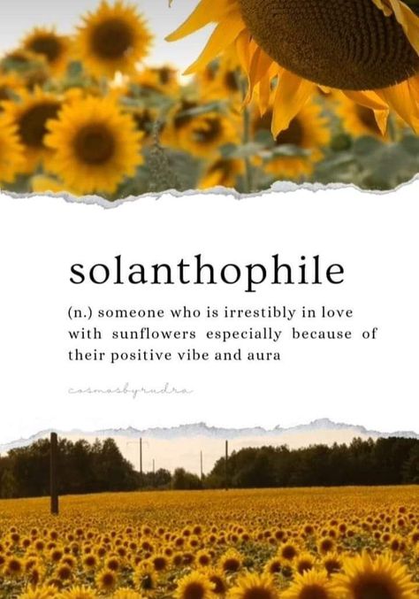 Good Morning Poetry, Morning Poetry, Quotes Sunshine, Phobia Words, Sunflower Quotes, Poetry Lovers, Super Goku, Unique Words Definitions, Sunshine Quotes