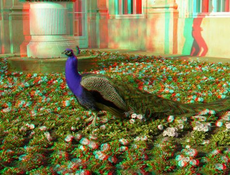 The Peacock 3D Anaglyph by yellowishhaze on DeviantArt Magic Eye Pictures, Birmingham Airport, 3d Anaglyph, Most Beautiful Flower, 3d Photography, Double Image, Foto 3d, Flower And Butterfly, Awesome Photography