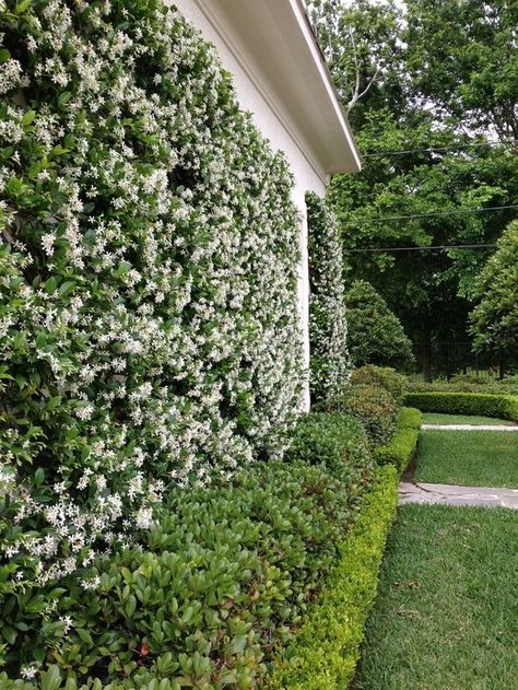 Gravel Backyard, Landscaping Along Fence, Trachelospermum Jasminoides, Fence Plants, Privacy Landscaping, Pools Backyard, Star Jasmine, Backyard Privacy, Garden Vines