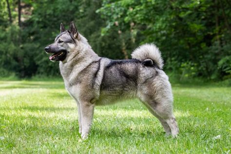 Norwegian Elkhound Drawing, Elkhound Norwegian, Norwegian Dog, Norwegian Elkhounds, Istp Characters, Dog Reference, Hunting Dogs Breeds, Norwegian Elkhound, Akc Breeds