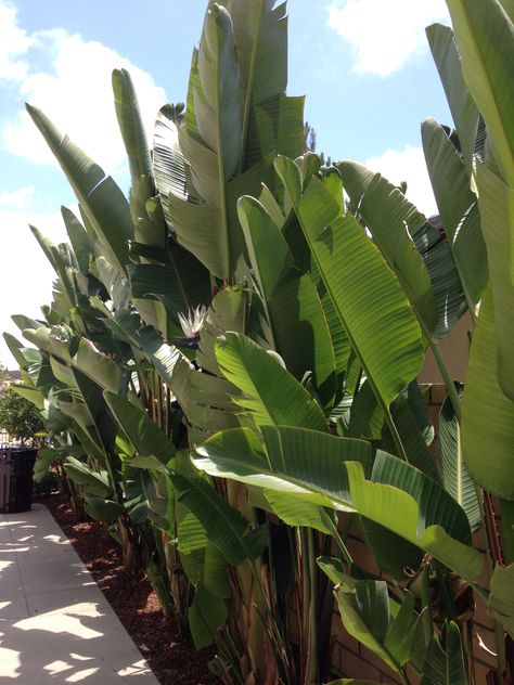 landscape, giant birds of paradise #altadelmar Banana Palm Garden, Privacy Palms, Strelitzia Nicolai Outdoor, Giant Bird Of Paradise Landscape, Palms For Privacy, Tropical Screening Plants, Banana Leaf Plant Outdoor, Travelers Palm Landscape, Hedge Along Fence