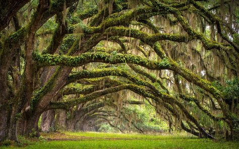 Fall in Love Like “The Notebook” in Charleston | From an Irish island seen on ‘Star Wars’ to a a replica of Central Perk in Beijing, these are fictional places you can visit in real life. Forest Wall Mural, Live Oak Trees, Nature Hd, Fine Art Landscape Photography, Belle Nature, Spanish Moss, Fine Art Landscape, Tree Forest, Forest Landscape